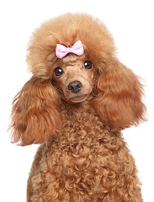 Poodle_small